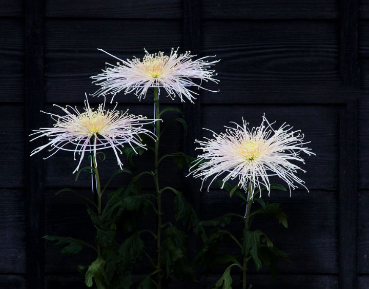 Takayama Jinya Temple Chrystanthemum 11-0625.jpg